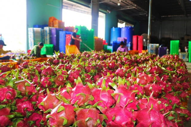 Bình Thuận enhances dragon fruit exports